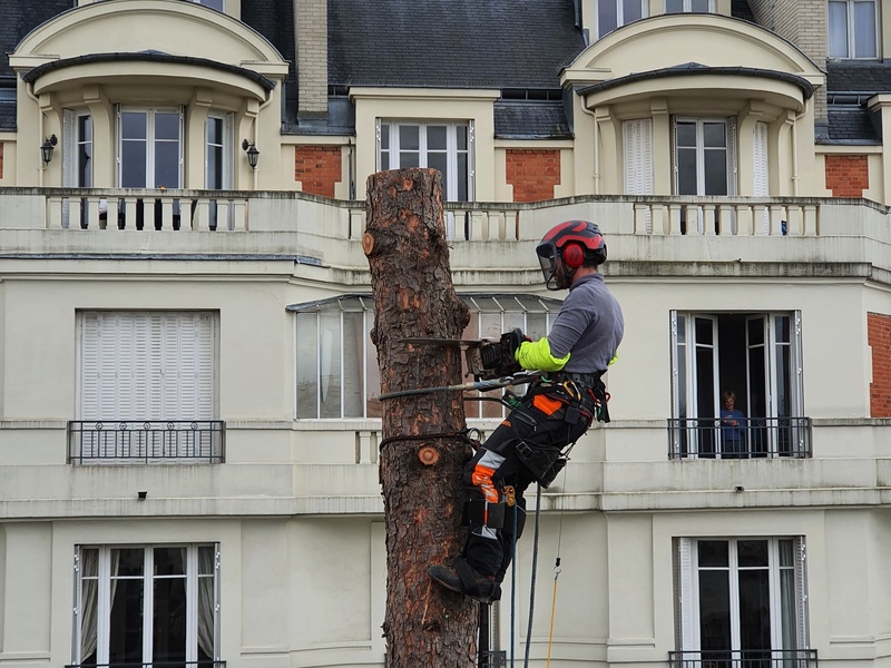 Abattage et Démontage