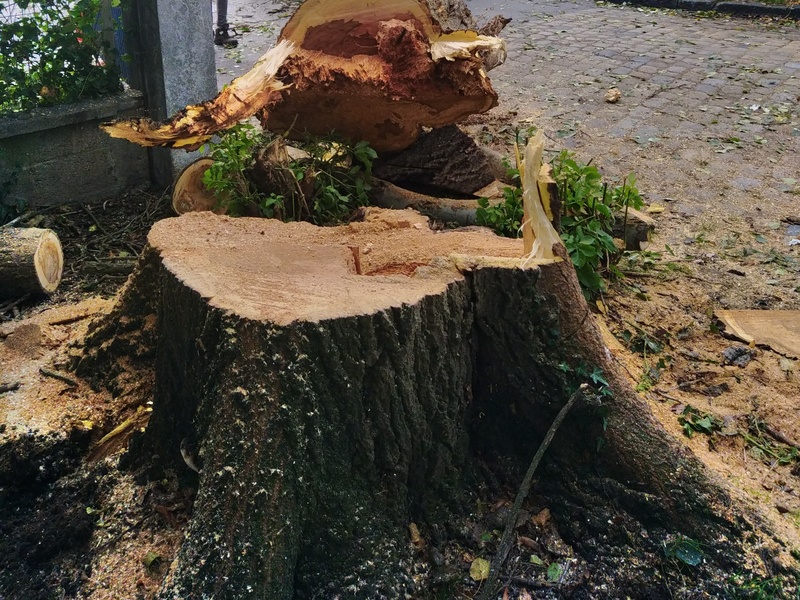 Désouchage