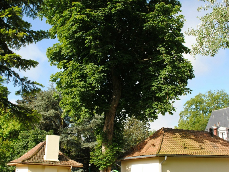 Plantation